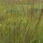 Festuca del Vallese