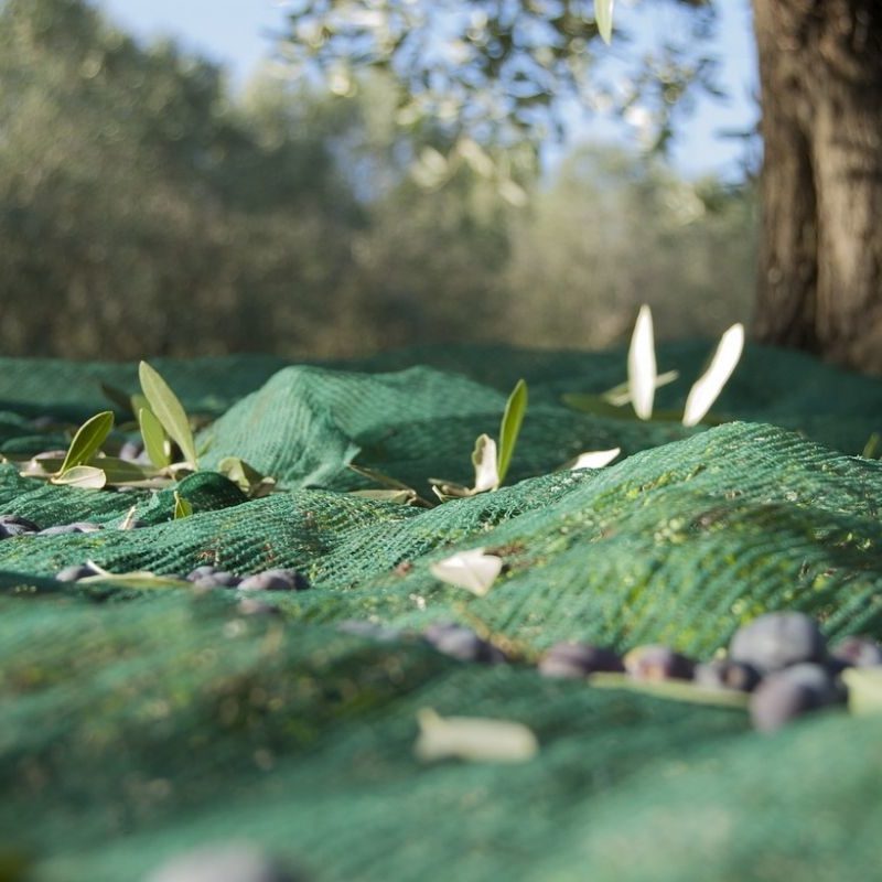 camminata tra gli olivi