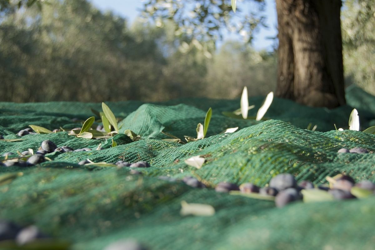 camminata tra gli olivi