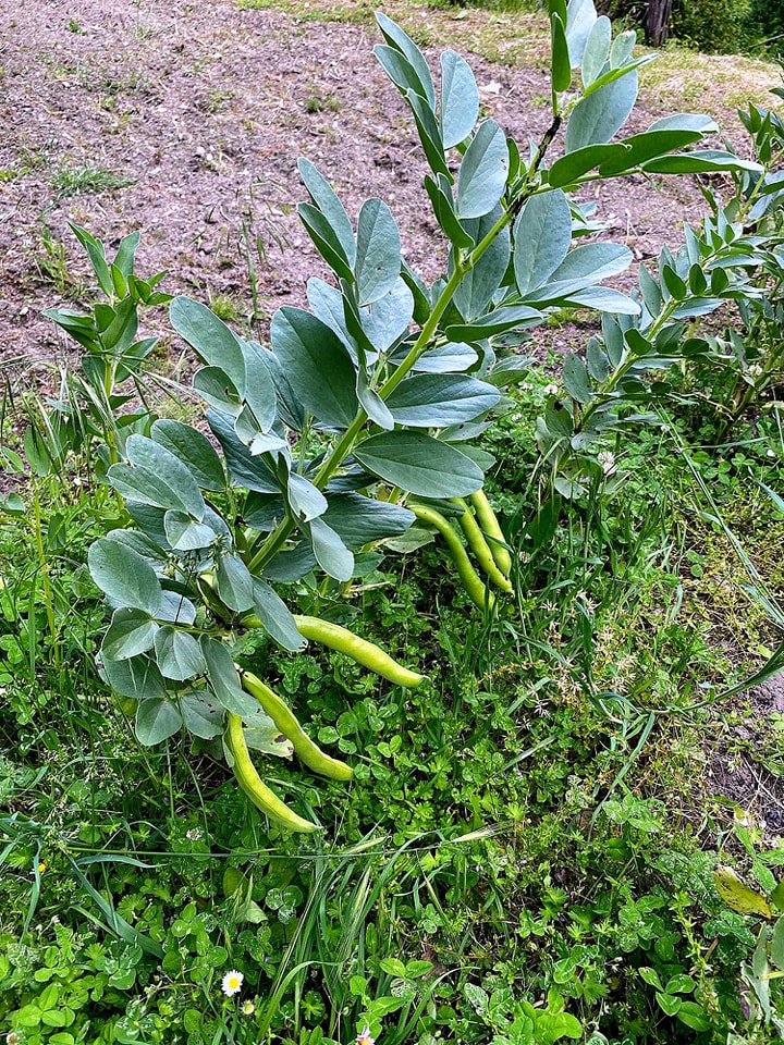 Favalanciata